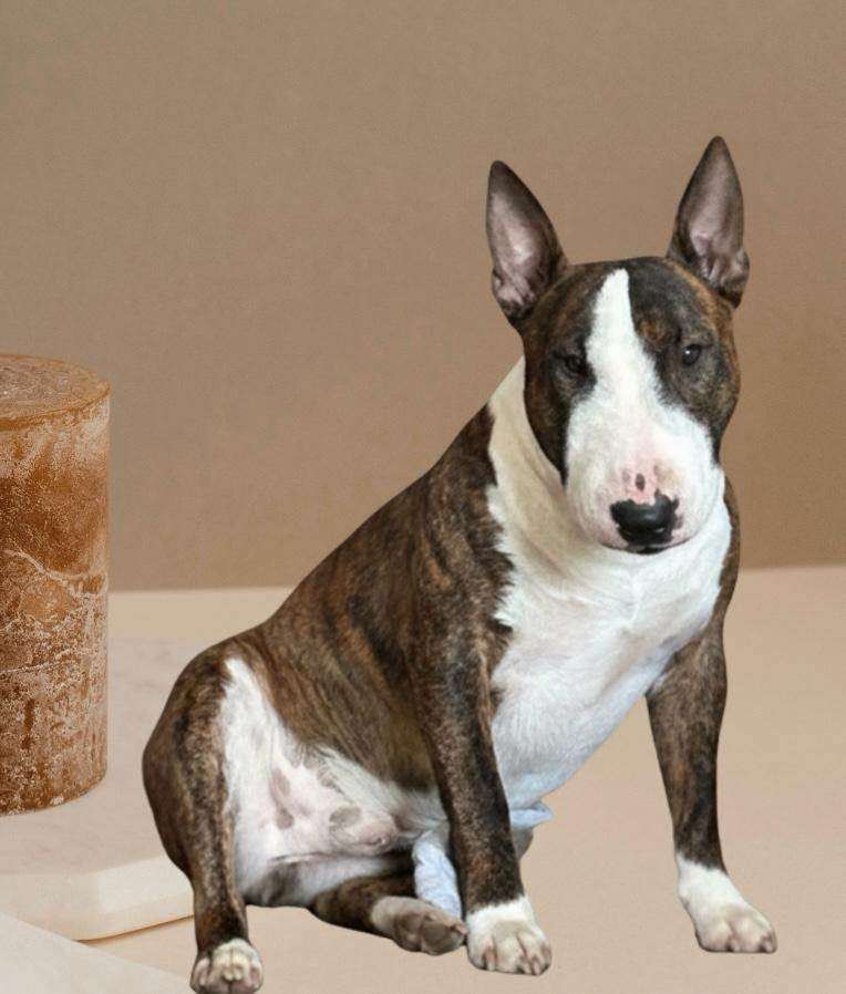I am looking for the right forever home for my beautiful 2-year-old purebred Miniature Bull Terrier.