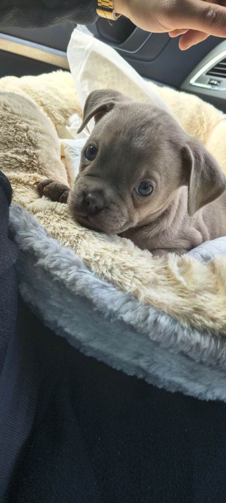 Frenchie pug cross