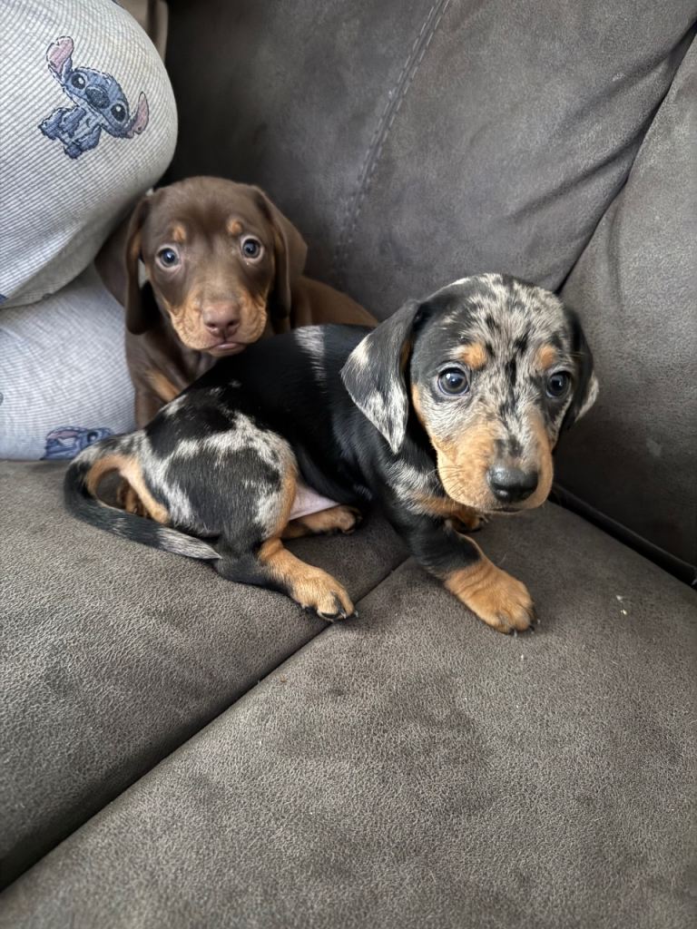 Miniature dachshund puppies 