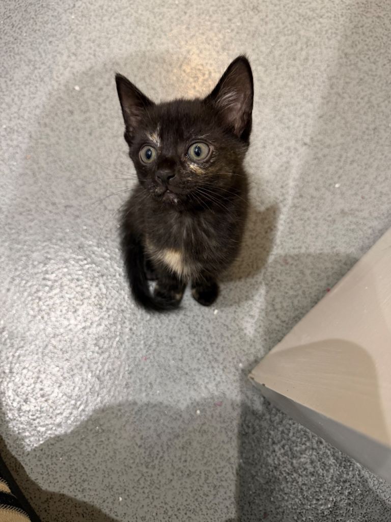 Adorable Kittens for Sale 🐾