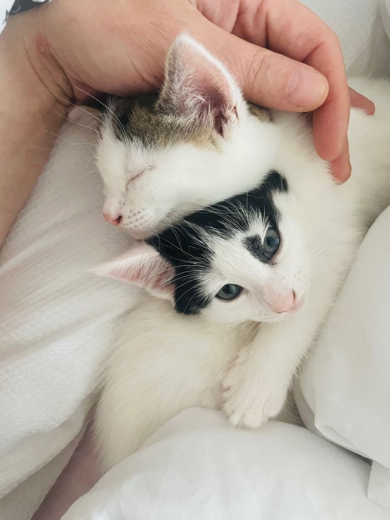 2 BEAUTIFUL FEMALE LONGHAIRED KITTENS.