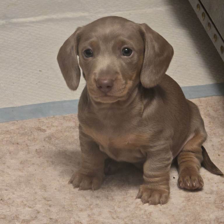 Minature daschound 