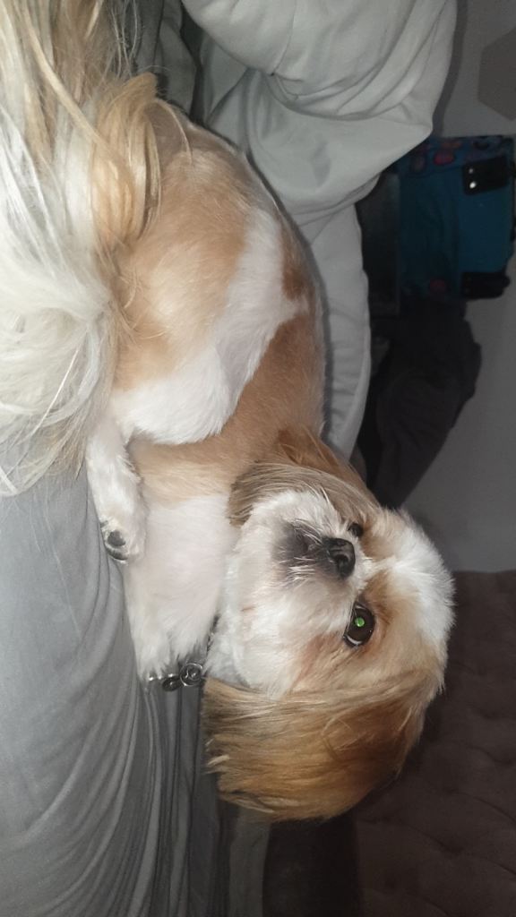 Shihpoo puppies 