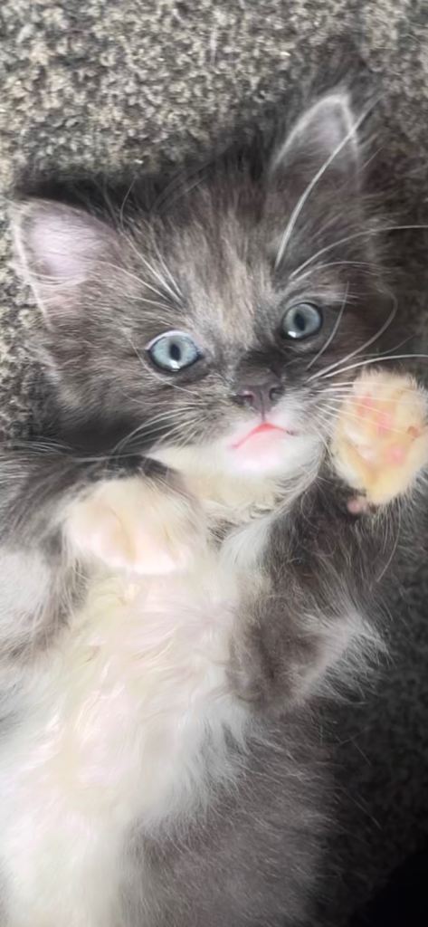 2 Female Kittens - Barking 