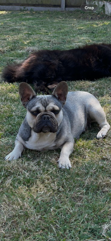 French bulldog female 