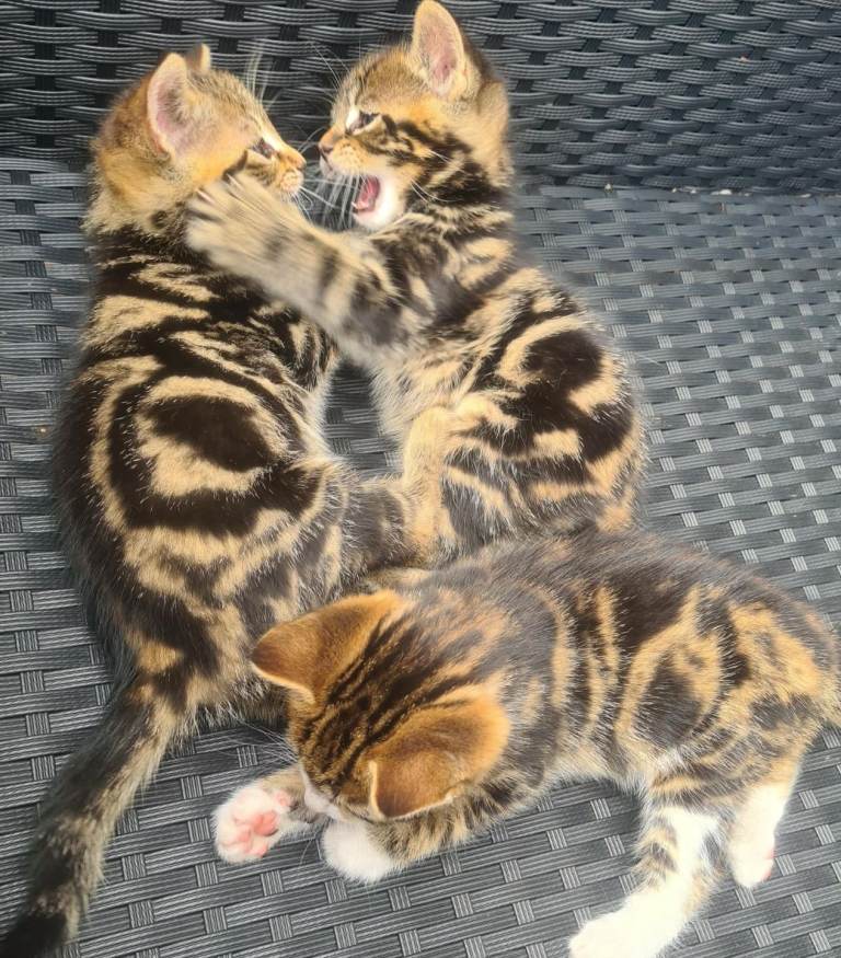 4 lovely kittens looking for their forever home