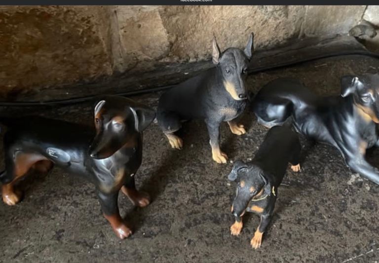 Four Doberman figures.