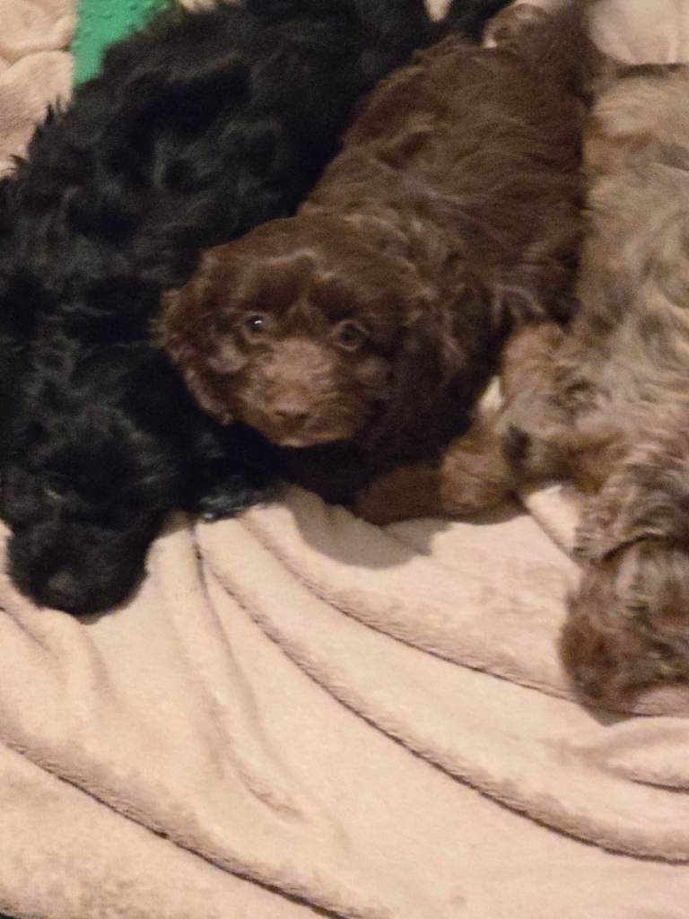 F1 toy cockerpoo