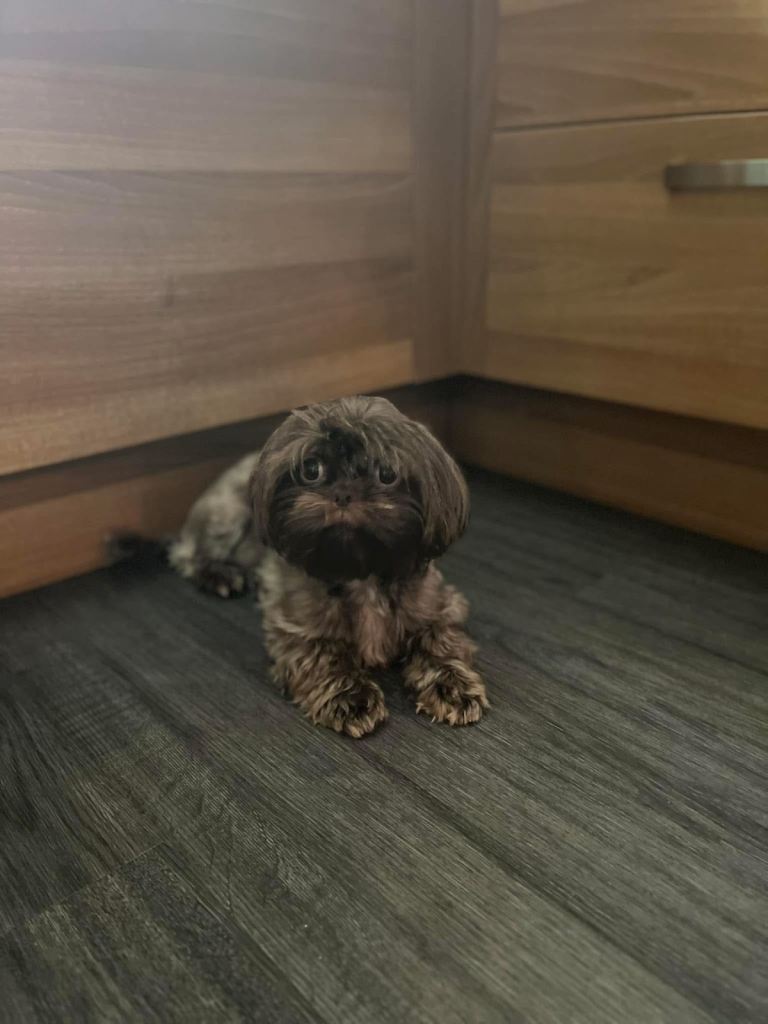 Chocolate Shih Tzu girl