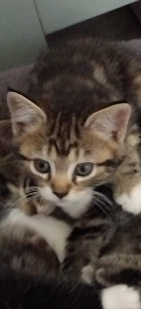 4 beautiful kittens 