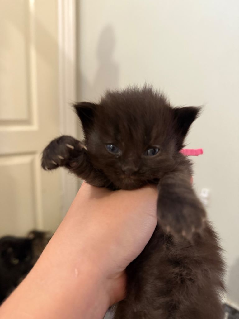 5 Cross Maine Coon kittens for sale