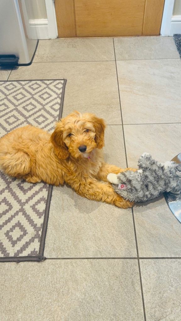Cockapoo female puppy available 