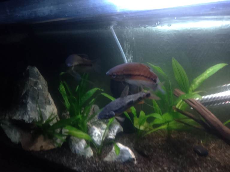 Two snakeskin gouramis 