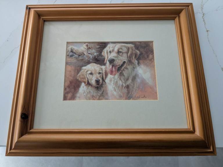 Lovely golden retriever picture 