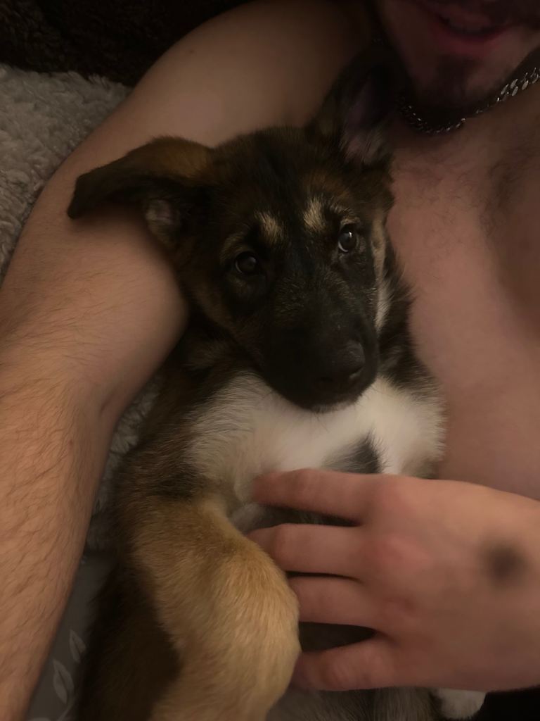 11 week old puppy