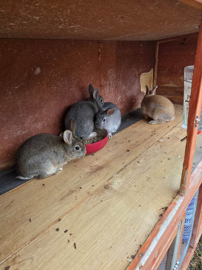 Outdoor rabbits 
