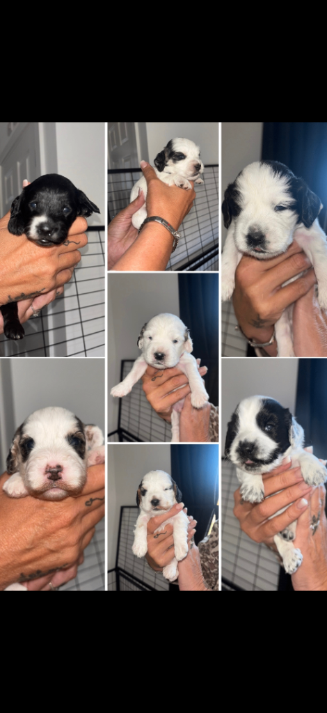 F2b cockapoo puppies