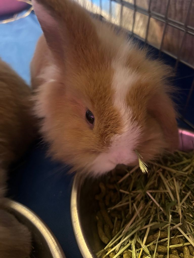 Fluffy bunny’s Double Mained lion mimi lops 