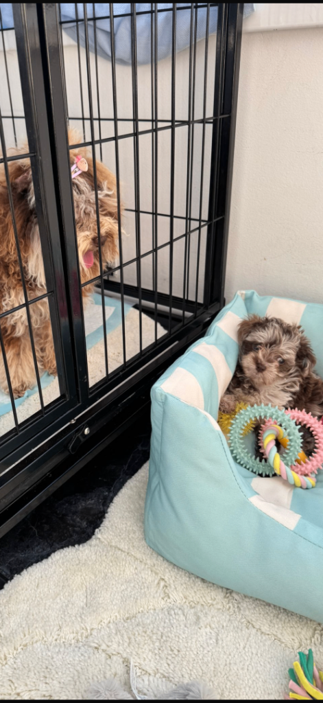 One beautiful Asian poodle female available 