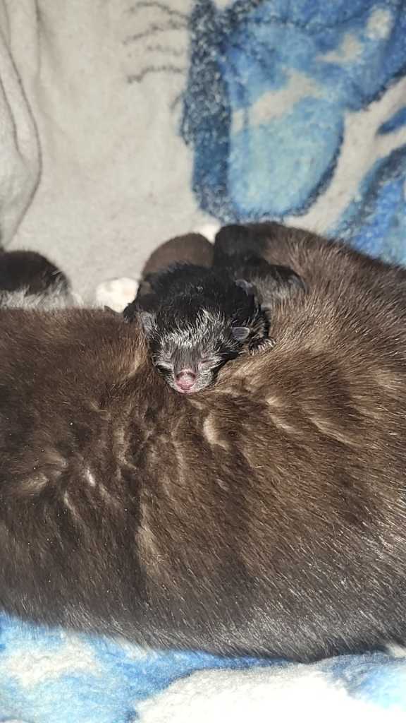 Kittens for sale 
