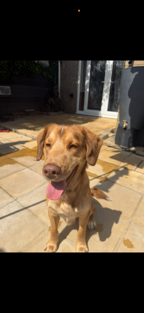 Husk x spaniel 2 years old needing new forever home 