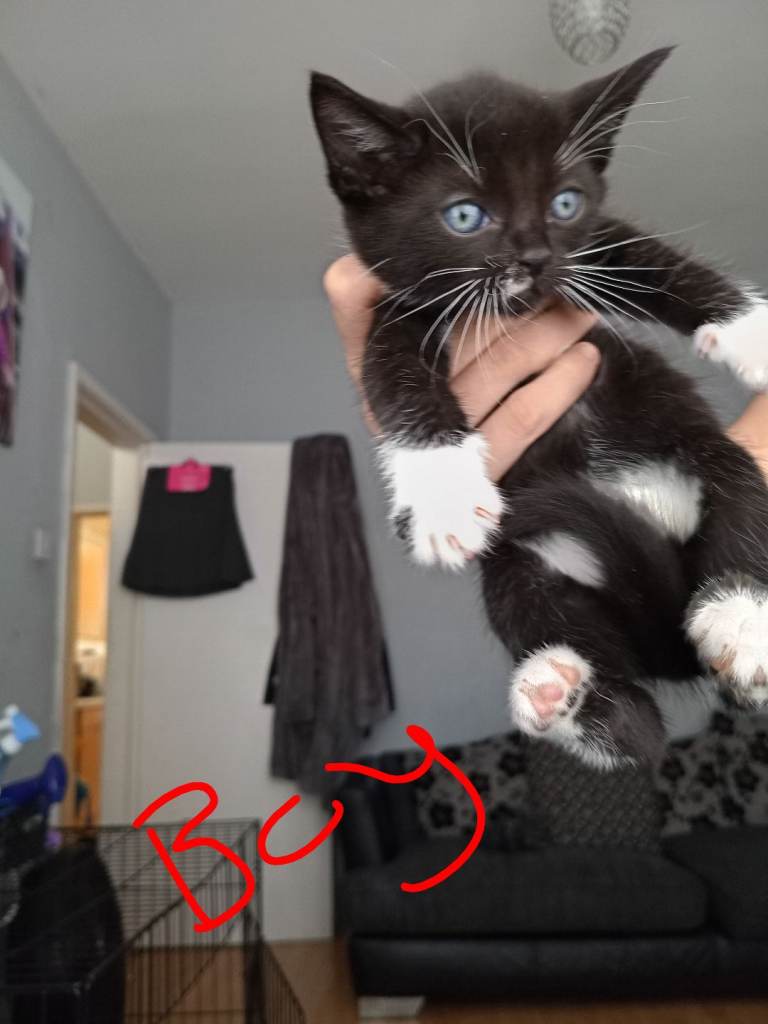 Kittens for sale there beautiful £110