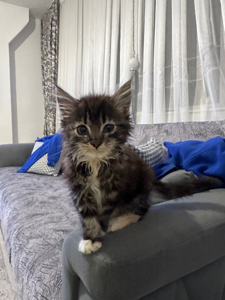 Maine coon kitten