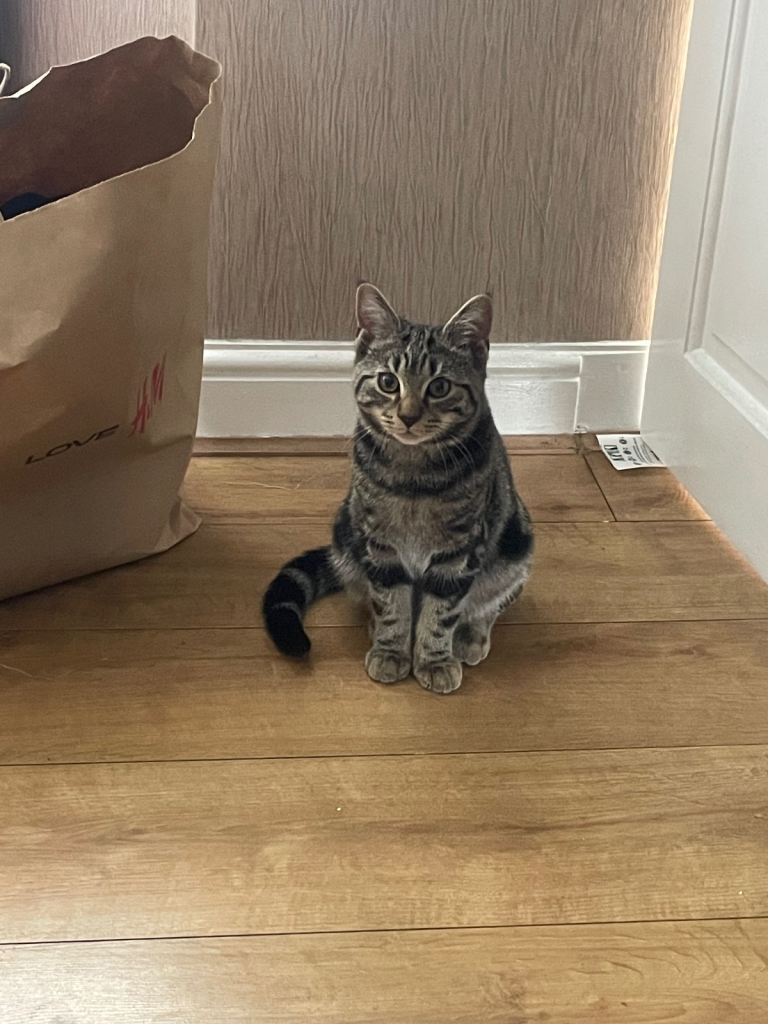 6 months old tabby kitten