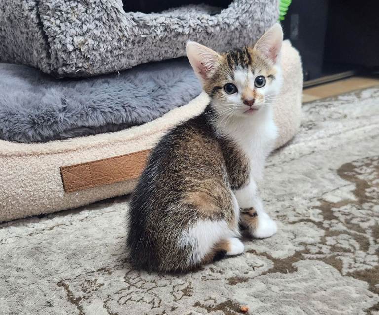 3 VERY CUTE KITTEN FOR SALS