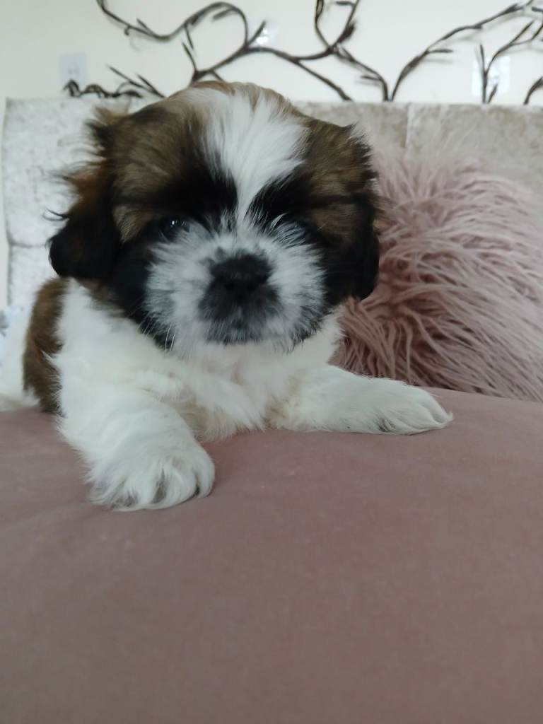 Beautiful shih tzu  girl 