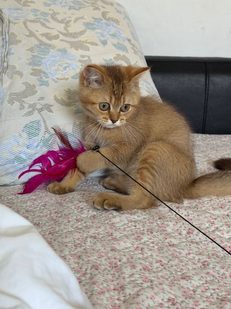 💛 Beautiful Teddy Bear British Shorthair Girl 💛