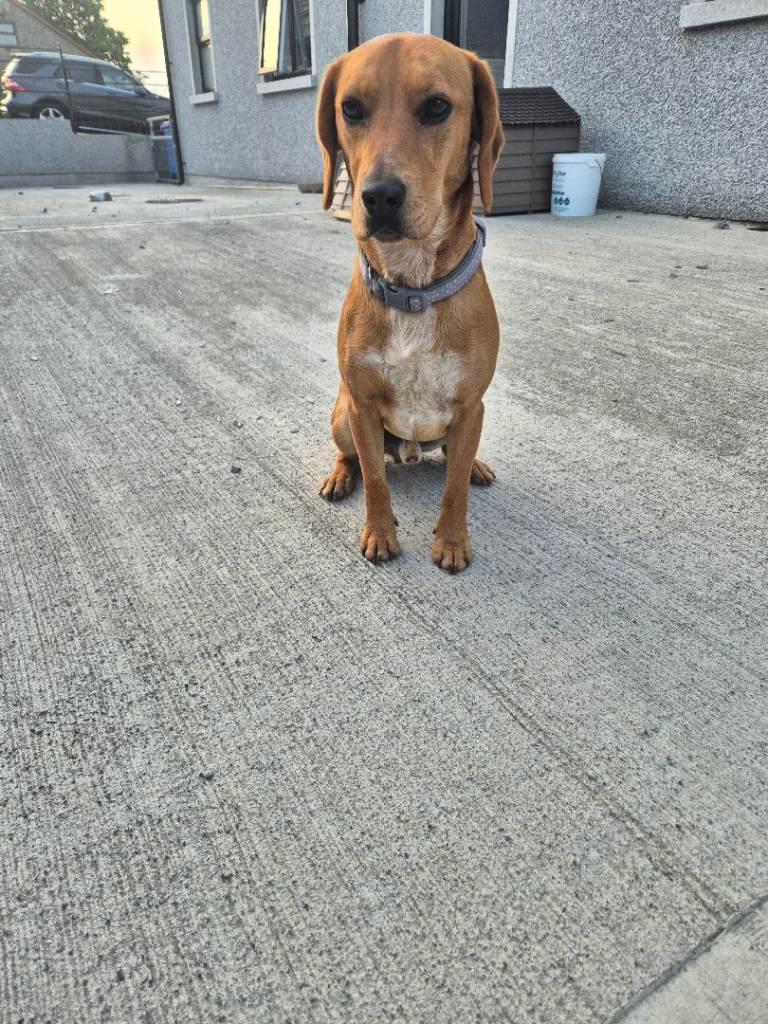 1 year old dog for sale to good home