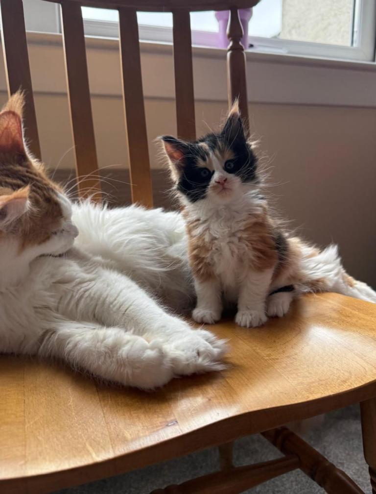 Maine Coon Kittens