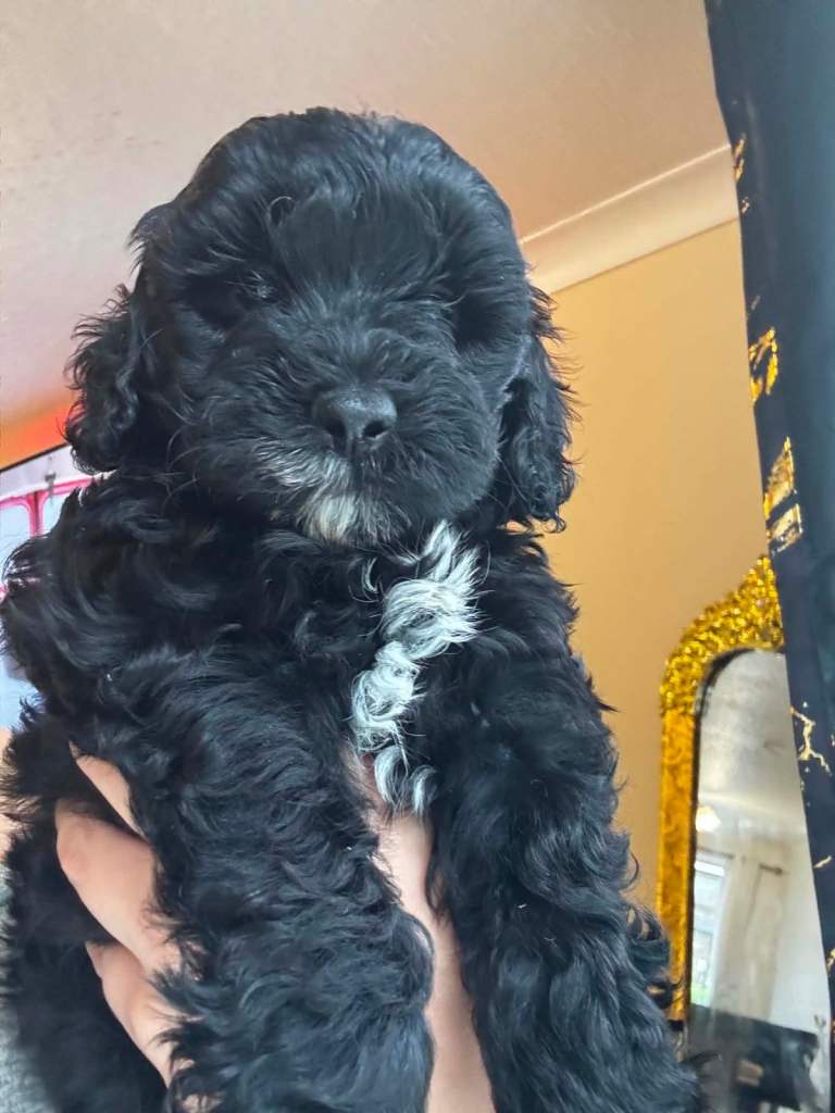 F1B toy cockapoo puppies 3 Left