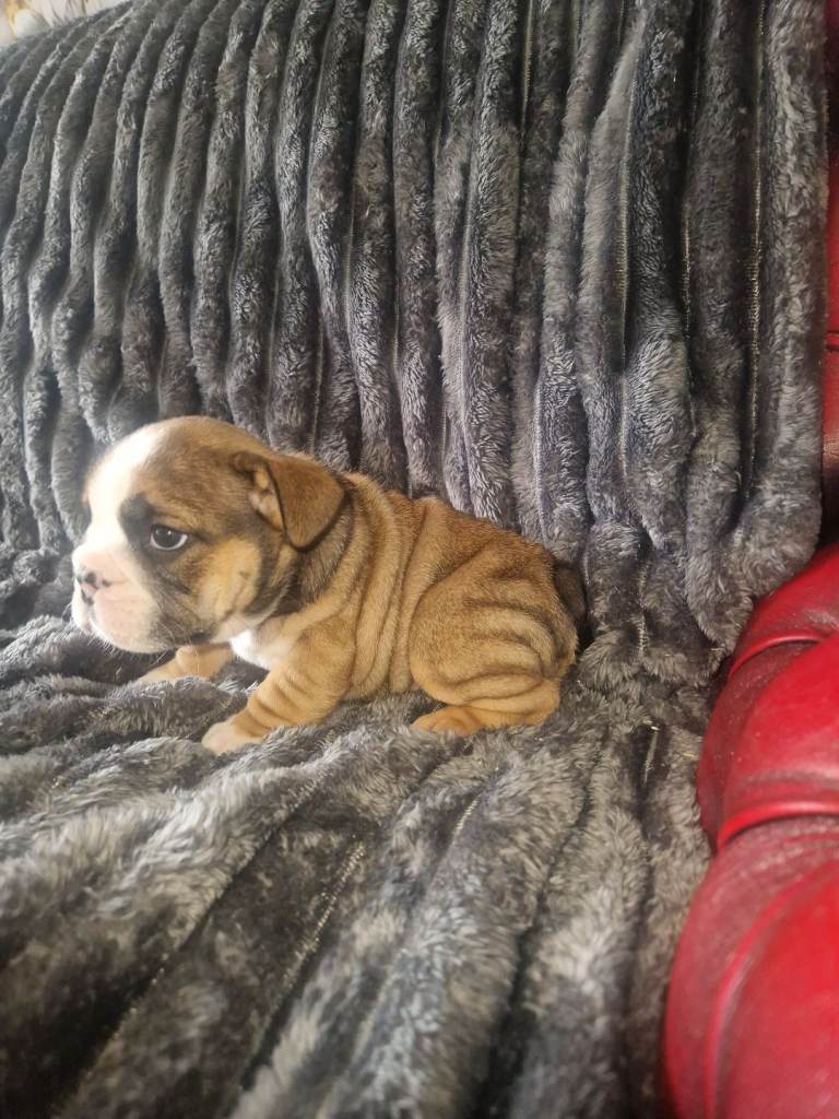 Beautiful Bulldog puppies 
