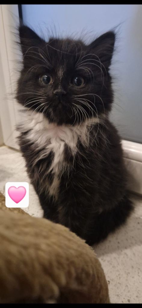 Kittens for sale 😸