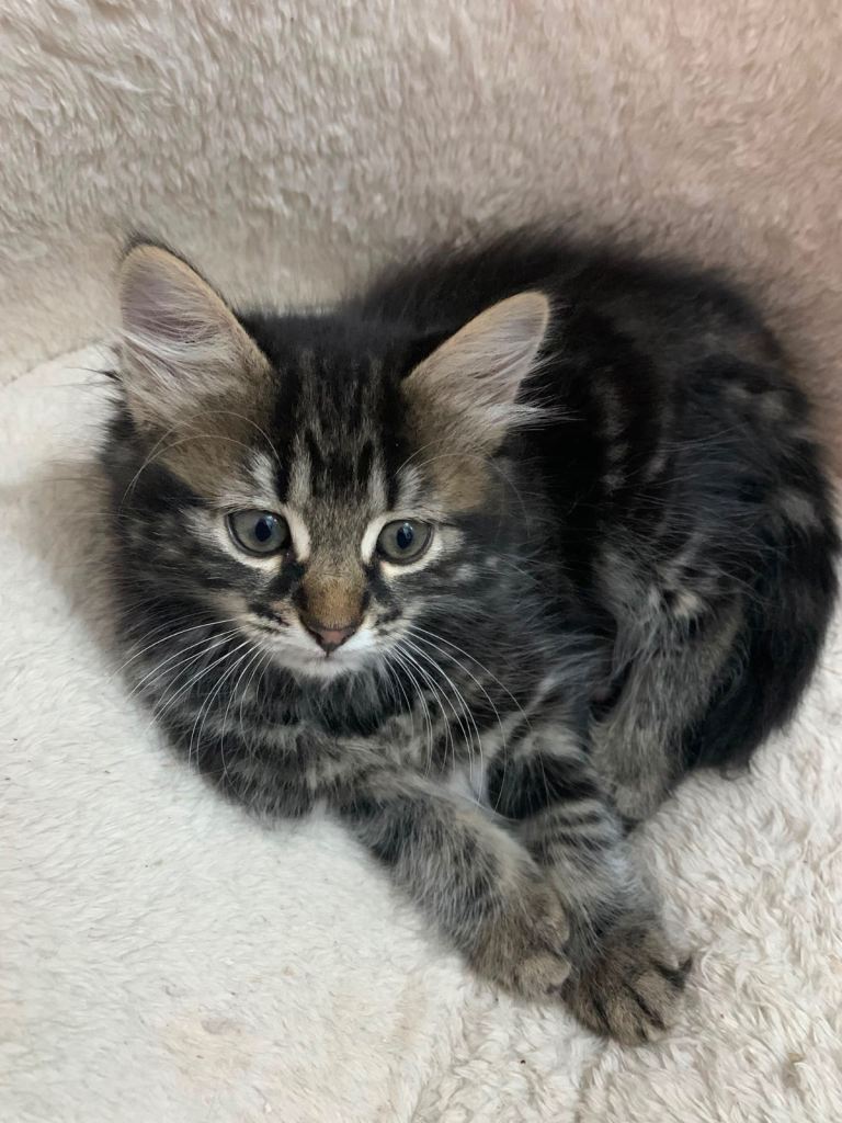 Kittens