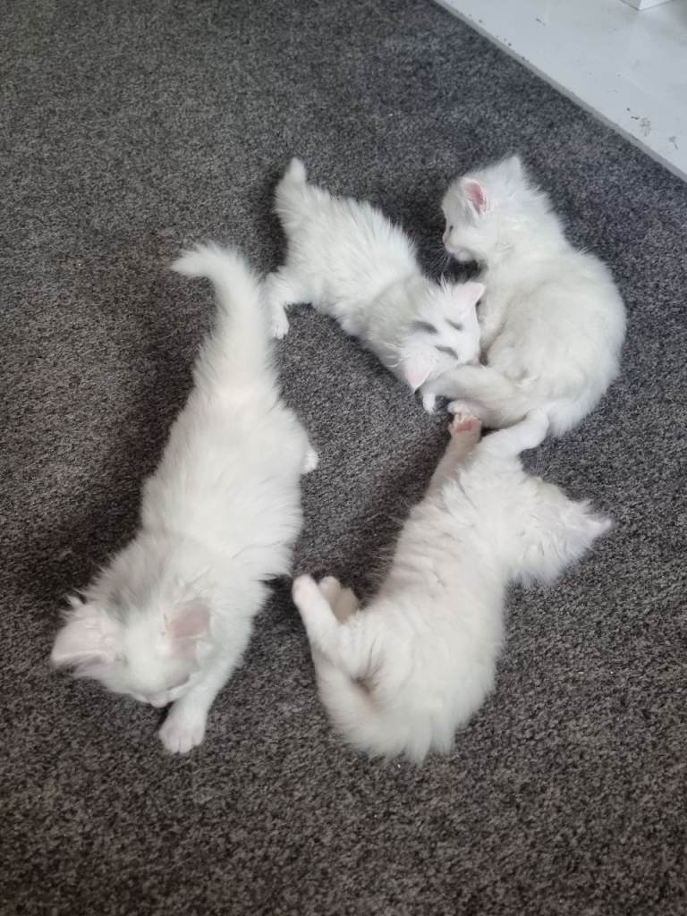 Beautiful Kitten Mainecoon 