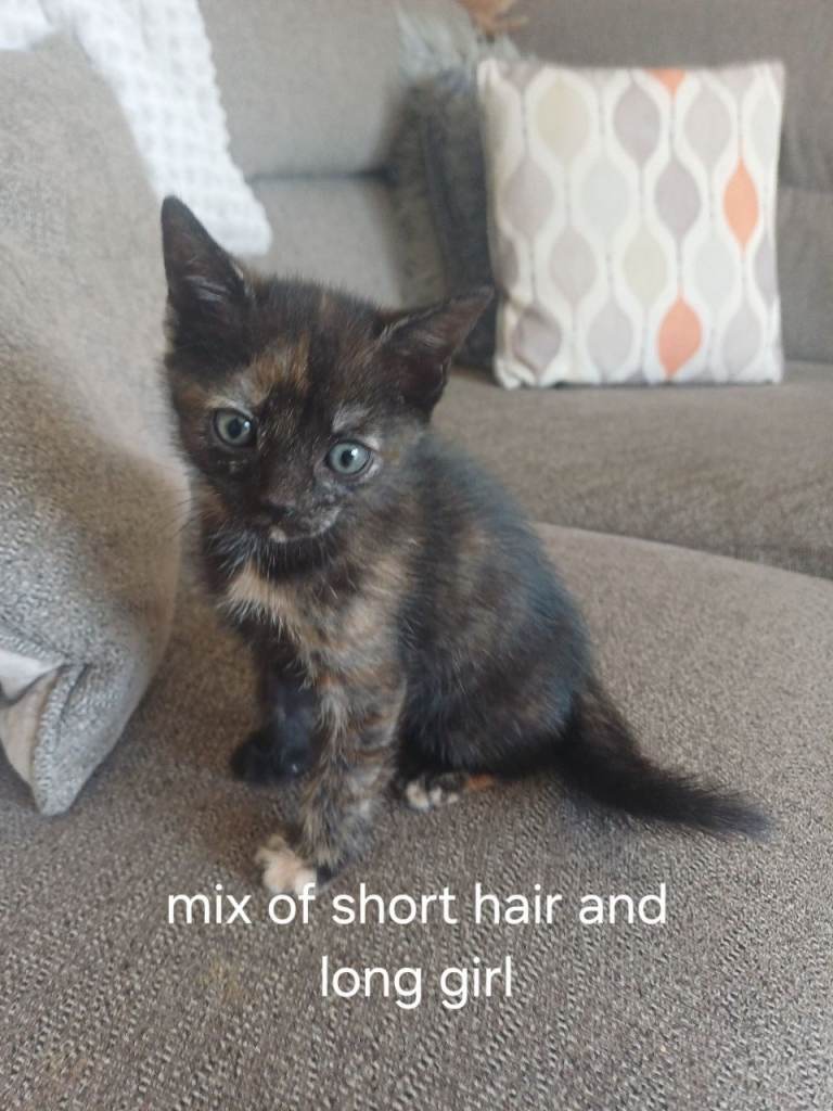 Kitten for sale