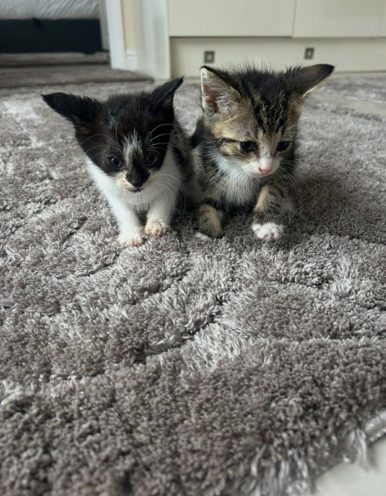 Boy kittens