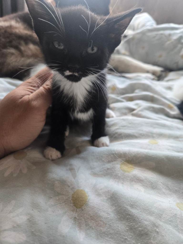 Kittens for sale ready now
