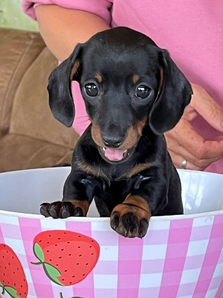 KC Registered Miniature Dachshund puppies for sale 