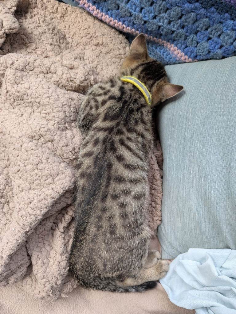 Ragdoll x and silver tabby with bengal markings
