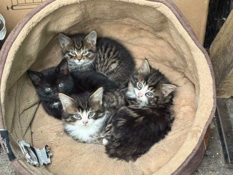 Lovely kitten for sale