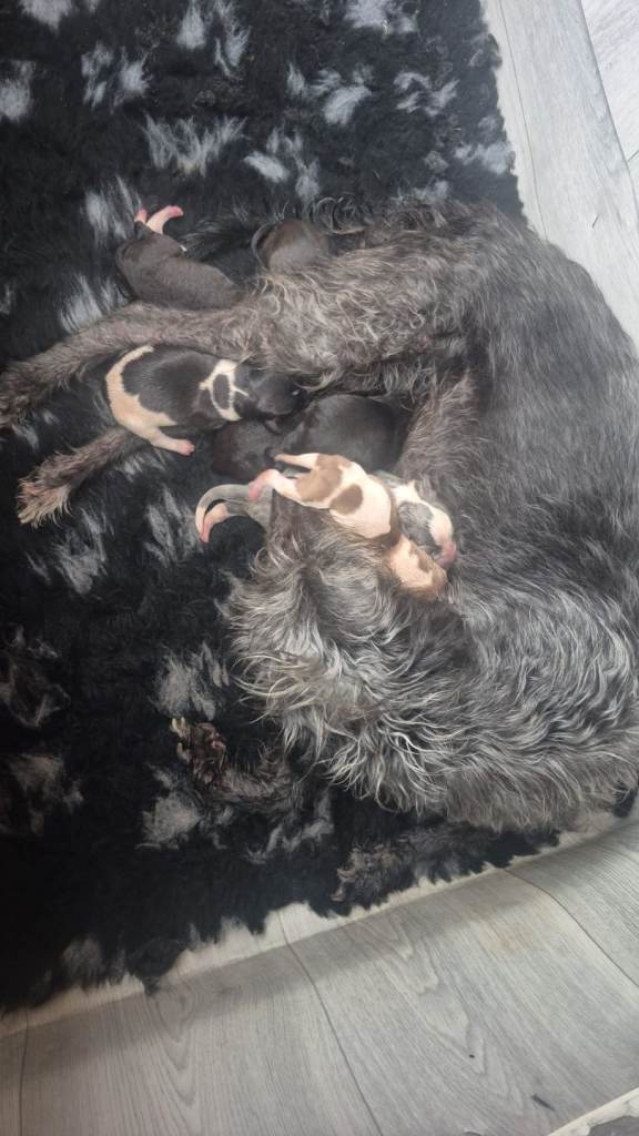 Bedlington x whippets