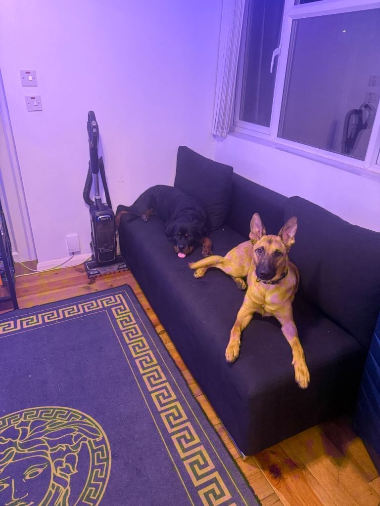 German Shepherd Puppy