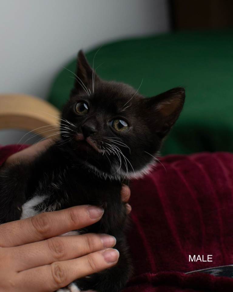 LAST 2 Tabby Mix Kittens Ready for Loving Homes