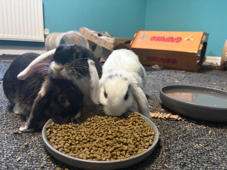 Rabbits 