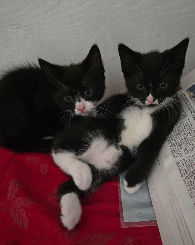 Boy kittens 