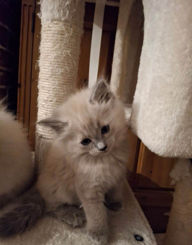 Beutifull ragdoll kittens